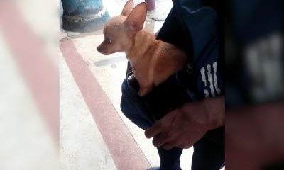 Dueña ofrece 100 dólares para recuperar a su perrita desaparecida en La Habana (1)
