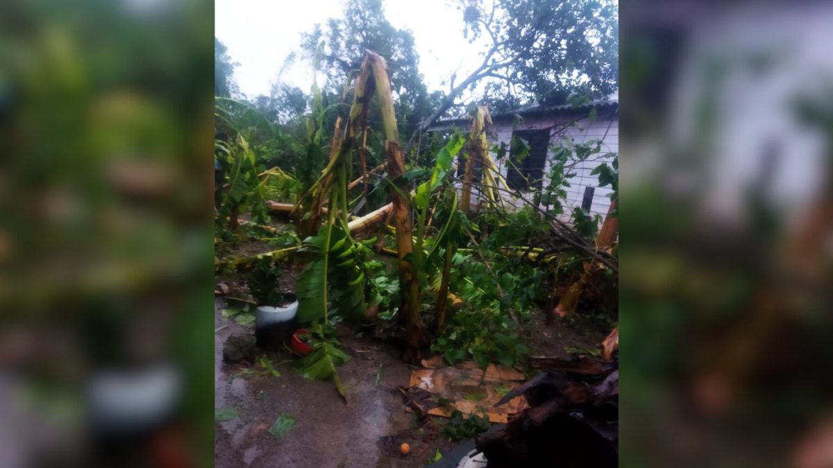 El huracán Óscar ocasiona daños graves a las plantaciones de café, plátano y tomate en Guantánamo