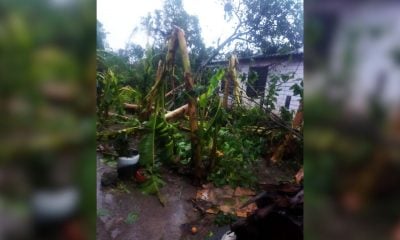 El huracán Óscar ocasiona daños graves a las plantaciones de café, plátano y tomate en Guantánamo
