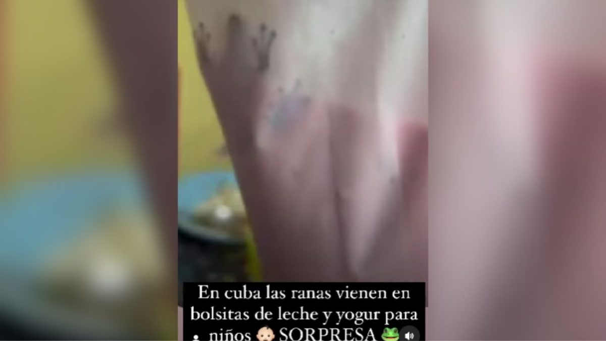Encuentran una rana en bolsa de leche para niños en la Isla de la Juventud