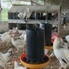 Gallinas mal alimentadas es la causa de la dramática caída en la producción de huevos
