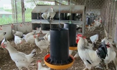 Gallinas mal alimentadas es la causa de la dramática caída en la producción de huevos