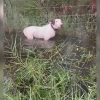 La historia de “Trooper”: el perro atado a una valla cuando comenzaban las inundaciones del huracán Milton
