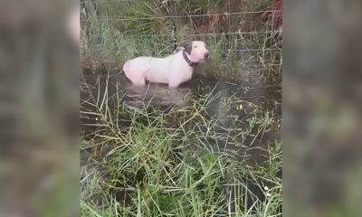 La historia de “Trooper”: el perro atado a una valla cuando comenzaban las inundaciones del huracán Milton