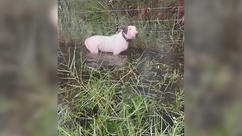 La historia de “Trooper”: el perro atado a una valla cuando comenzaban las inundaciones del huracán Milton