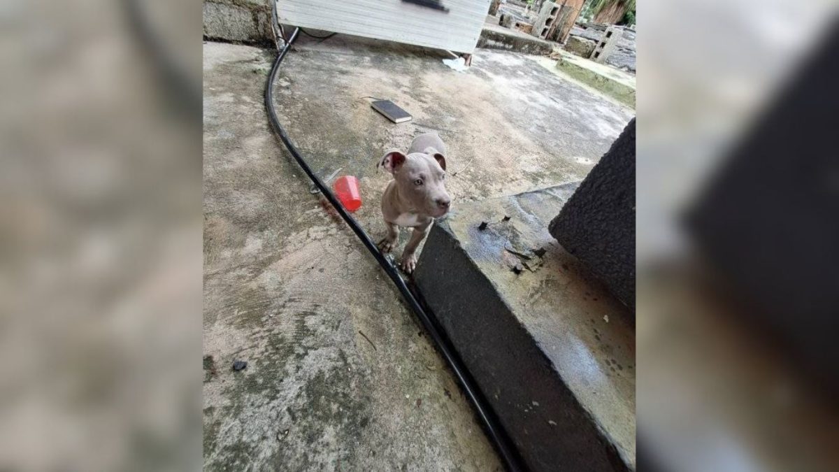 Ofrecen 15.000 pesos de recompensa por encontrar a un Pitbull perdido en La Habana