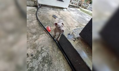 Ofrecen 15.000 pesos de recompensa por encontrar a un Pitbull perdido en La Habana