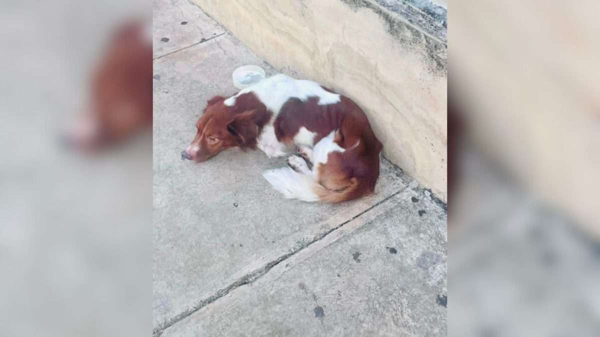 Piden ayuda para rescatar a perrito ciego en las calles de La Habana