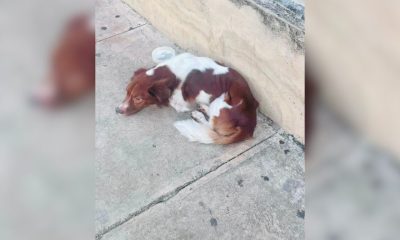 Piden ayuda para rescatar a un perrito ciego en las calles de La Habana