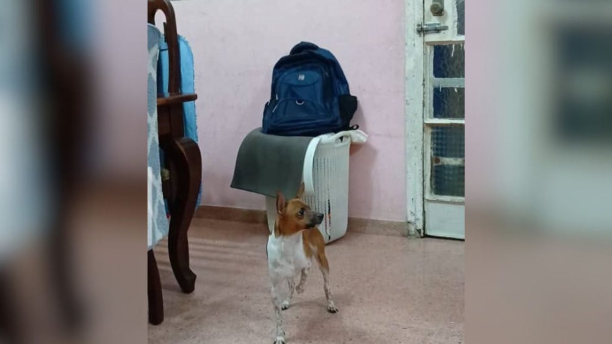 Recompensa de 50 dólares por información sobre perro desaparecido en La Lisa