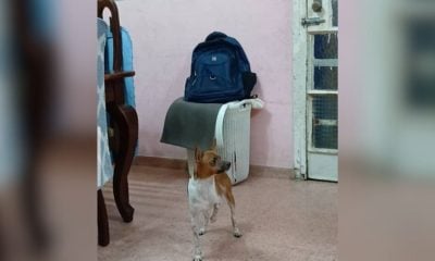 Recompensa de 50 dólares por información sobre perro desaparecido en La Lisa