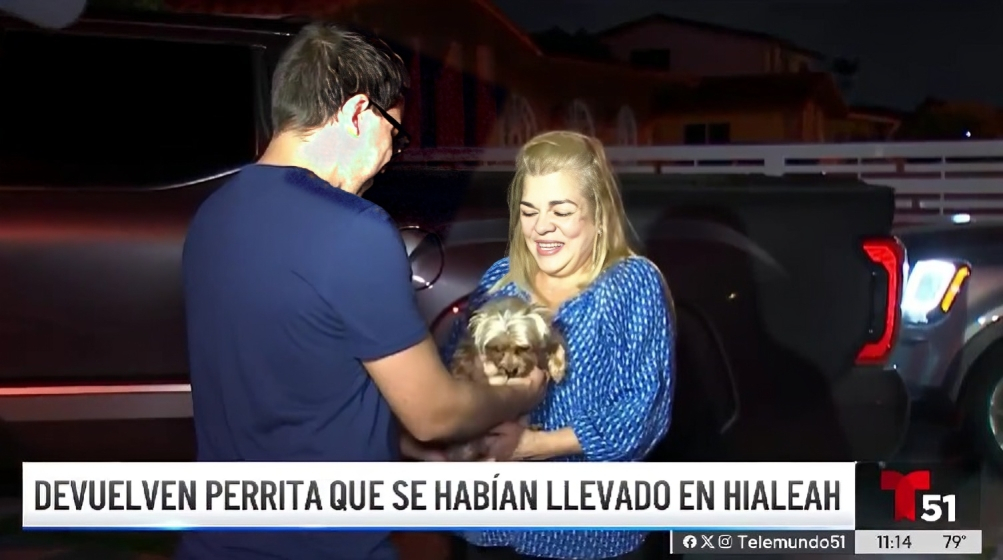 Devuelven a perrita Yorkshire Terrier reportada como robada en Hialeah (1)
