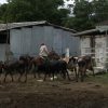 Minint sanciona a más de 4.500 cubanos por delitos relacionados con el ganado