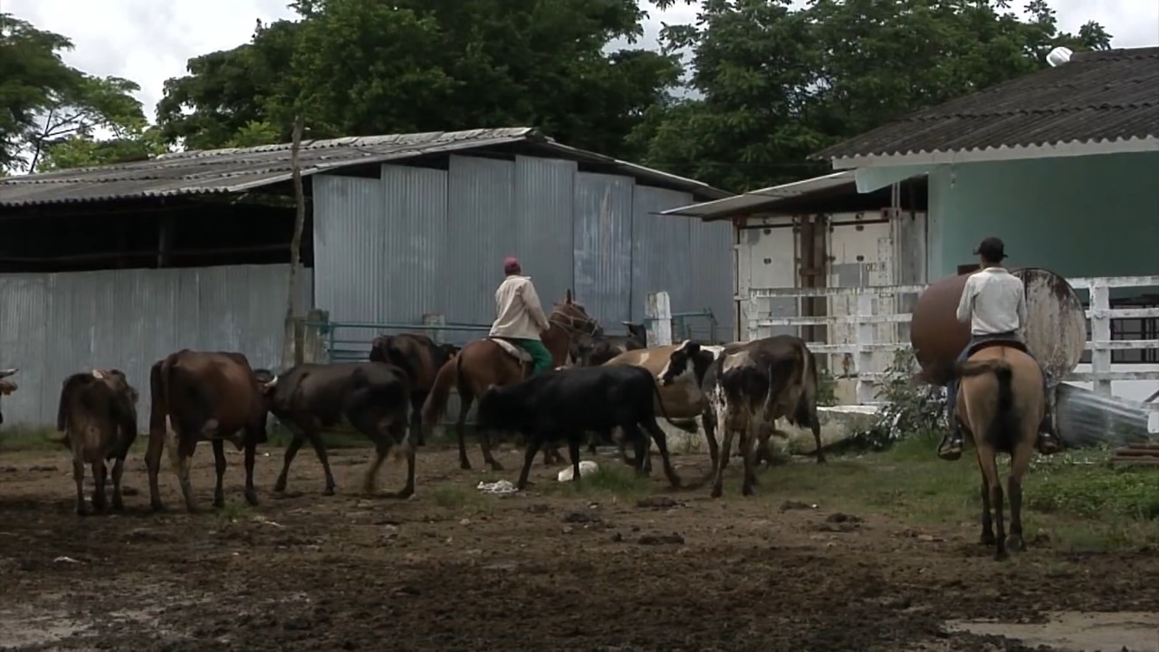 Minint sanciona a más de 4.500 cubanos por delitos relacionados con el ganado