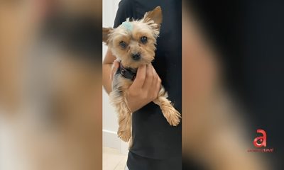 Ofrecen 2.000 dólares por hallar a una Yorkie robada en Hialeah