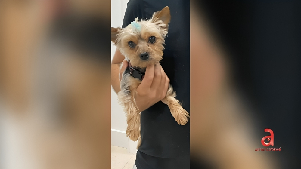 Ofrecen 2.000 dólares por hallar una Yorkie robada en Hialeah (1)