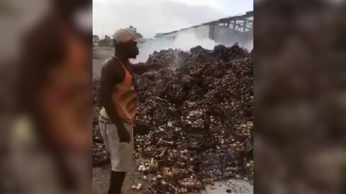 Queman decenas de cartones de huevo en el municipio Consolación del Sur