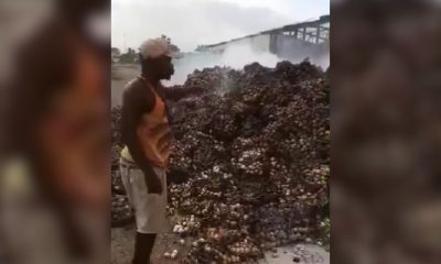 Queman decenas de cartones de huevo en el municipio Consolación del Sur