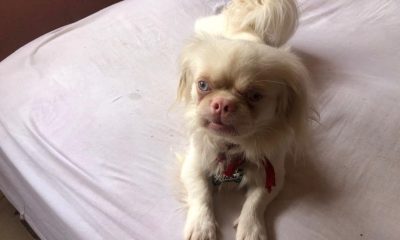 Recompensa de 500 dólares joven cubana pide ayuda para encontrar a su perro pekinés