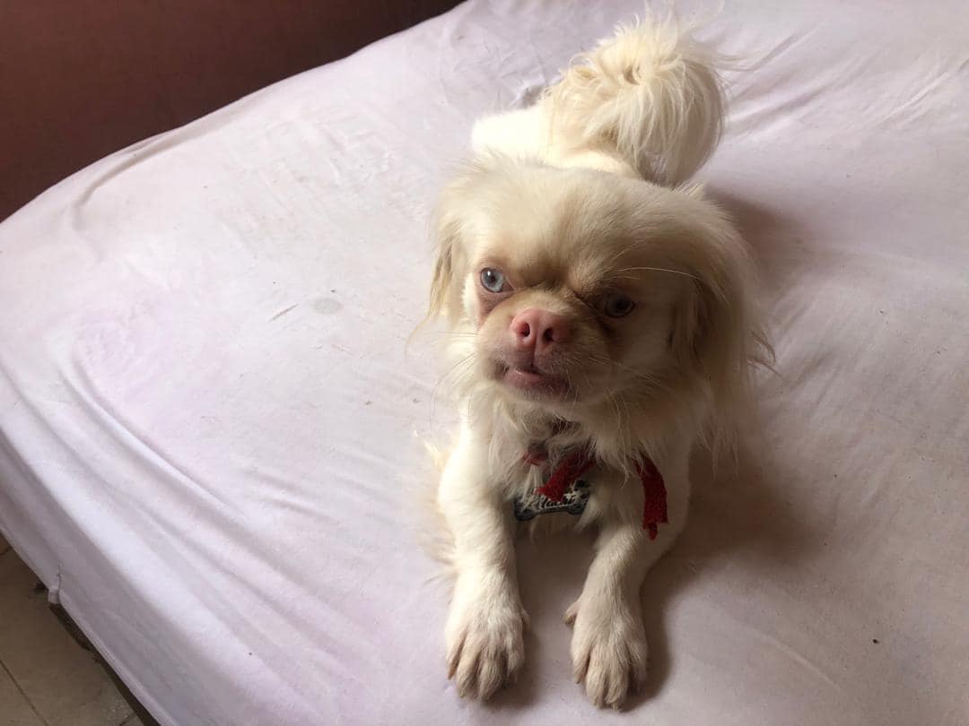 Recompensa de 500 dólares joven cubana pide ayuda para encontrar a su perro pekinés