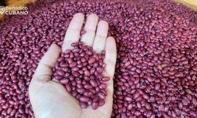 Aprueban precios topados para ferias de fin de año: Frijoles a 270 CUP la libra