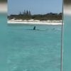 Avistan a varios tiburones cerca de la costa en Cayo Santa María (1)