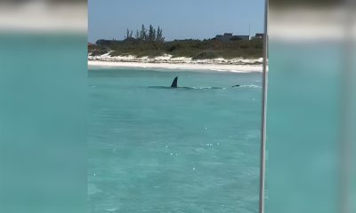 Avistan a varios tiburones cerca de la costa en Cayo Santa María (1)