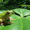 Especies invasoras en Florida podrían haberse propagado a nuevas zonas tras el paso de huracanes (1)