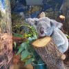 Fallece un Koala de 11 años a causa de un deterioro de salud en el Zoológico de Miami