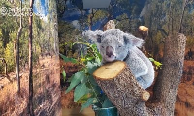 Fallece un Koala de 11 años a causa de un deterioro de salud en el Zoológico de Miami