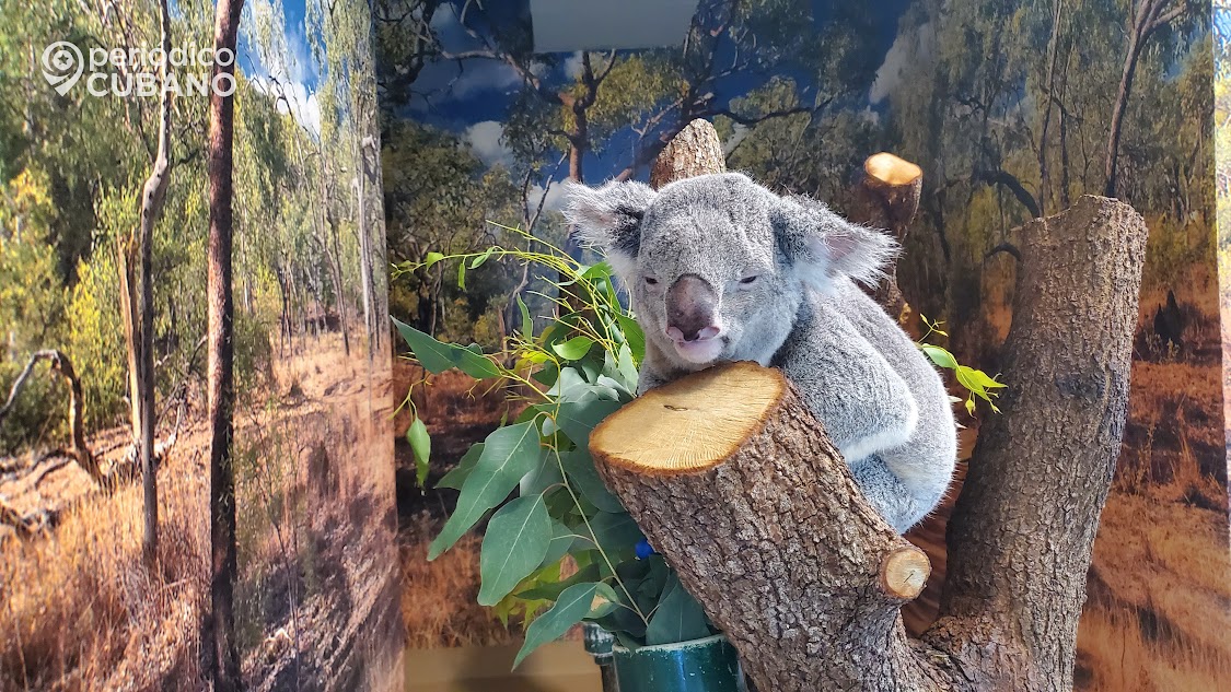 Fallece un Koala de 11 años a causa de un deterioro de salud en el Zoológico de Miami