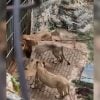 Leones podrían morir por falta de alimento en el zoológico de La Habana9