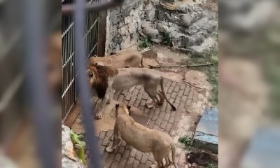 Leones podrían morir por falta de alimento en el zoológico de La Habana9