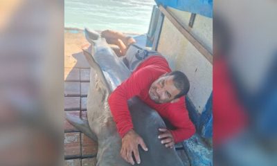 Pescadores capturan a tiburón tigre de casi tres metros en la Isla de la Juventud