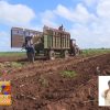Solo se ha sembrado el 24% de la caña para la próxima zafra azucarera