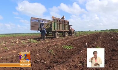 Solo se ha sembrado el 24% de la caña para la próxima zafra azucarera