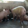 Crisis alimentaria en Cuba cae un 93% la producción de carne de cerdo en un año