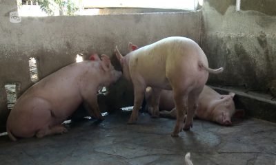 Crisis alimentaria en Cuba cae un 93% la producción de carne de cerdo en un año