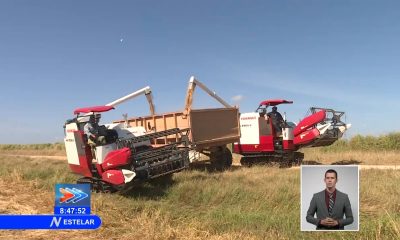 Cuba entregará tierra a Vietnam para producir arroz
