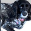 Cubana a punto de abandonar la Isla pide ayuda para encontrar a su perrita