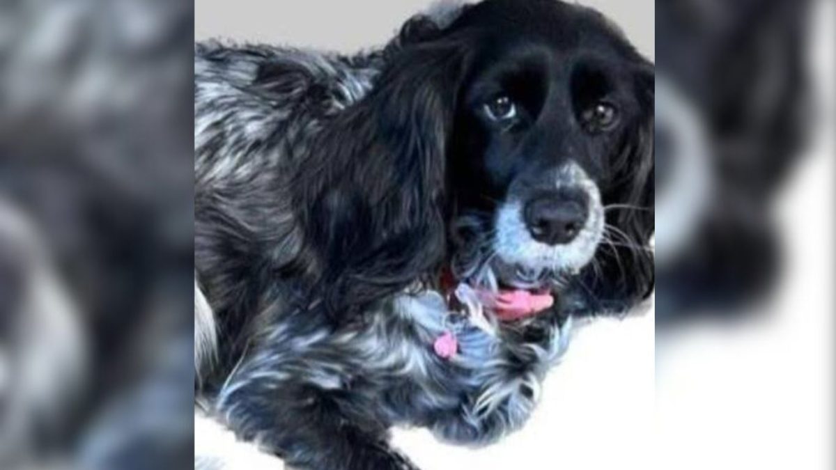 Cubana a punto de abandonar la Isla pide ayuda para encontrar a su perrita