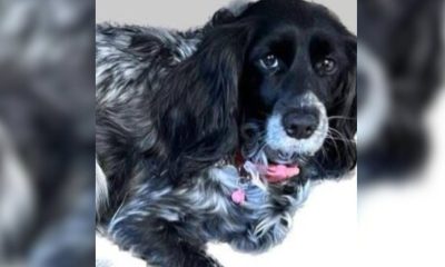Cubana a punto de abandonar la Isla pide ayuda para encontrar a su perrita