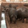 Delincuentes roban animales en los campos cubanos y piden rescate de hasta 30 mil pesos