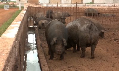 Delincuentes roban animales en los campos cubanos y piden rescate de hasta 30 mil pesos
