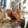 El fracaso del socialismo en Cuba