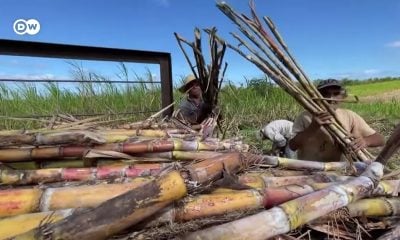 El régimen castrista reactivaría la producción de azúcar con prácticas de explotación laboral