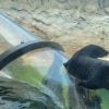 Fallece Kara en el zoológico de Miami la nutria más longeva registrada en EEUU4