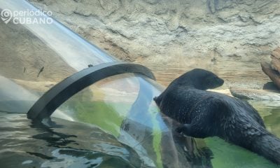 Fallece Kara en el zoológico de Miami la nutria más longeva registrada en EEUU4