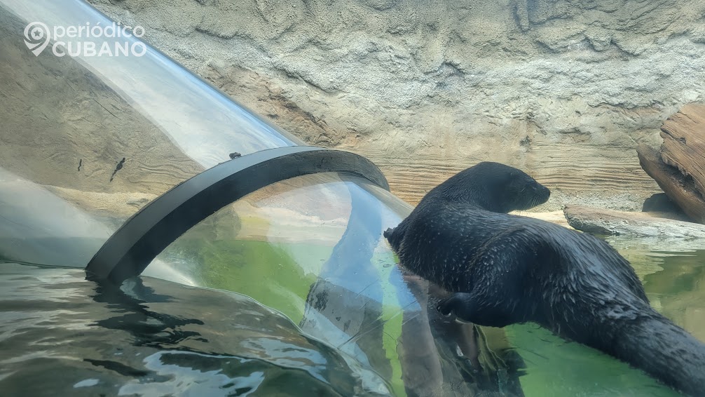 Fallece Kara en el zoológico de Miami la nutria más longeva registrada en EEUU4