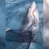 Impresionante aparición de un tiburón blanco sorprende a pescadores en los cayos de Florida